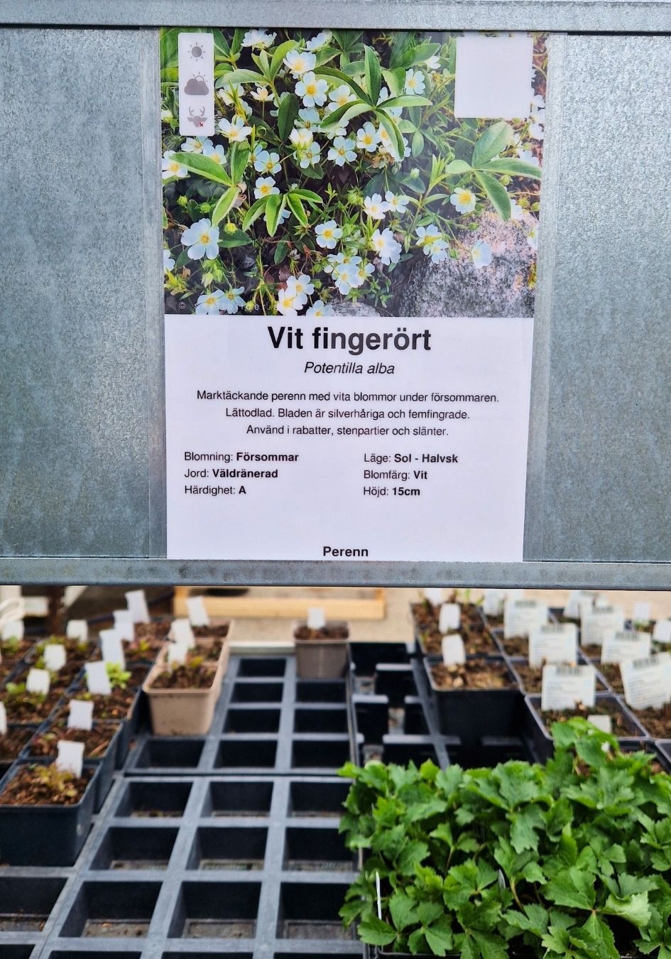 Växtskyltar till proffsen
